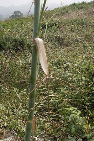 Foeniculum vulgare \ Fenchel / Fennel, E Asturien/Asturia Ribadesella 10.8.2012