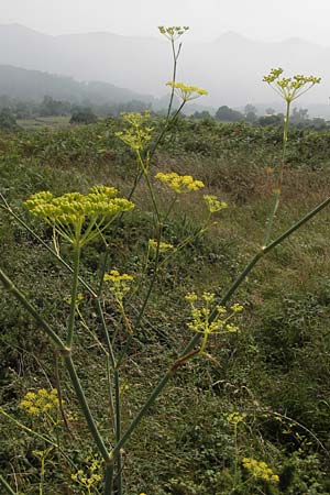 Foeniculum vulgare \ Fenchel / Fennel, E Asturien/Asturia Ribadesella 10.8.2012