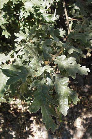 Quercus pyrenaica \ Pyren&auml;en-Eiche / Pyrenean Oak, E Picos de Europa, Potes 15.8.2012