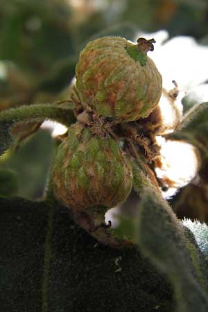 Quercus pyrenaica \ Pyren&auml;en-Eiche / Pyrenean Oak, E Picos de Europa, Potes 15.8.2012