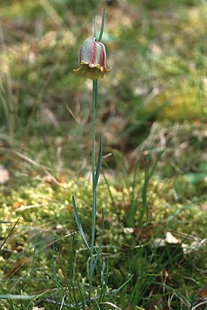 Fritillaria nigra \ Pyren&auml;en-Schachblume / Pyrenean Fritillary, E Sierra del Moncayo 24.5.1990