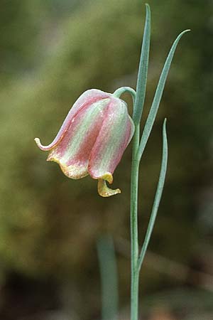 Fritillaria nigra \ Pyren&auml;en-Schachblume / Pyrenean Fritillary, E Sierra del Moncayo 24.5.1990
