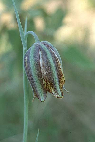 Fritillaria lusitanica \ Portugiesische Schachblume / Iberian Fritillary, E Antequera 24.3.2002