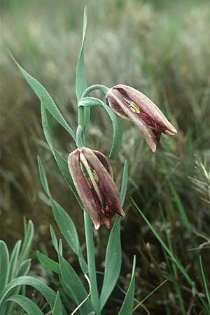 Fritillaria lusitanica \ Portugiesische Schachblume / Iberian Fritillary, E Prov. Albacete 25.5.2004