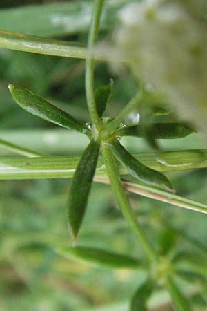 Galium marchandii \ Marchands Labkraut / Marchand's Bedstraw, E Pyren&auml;en/Pyrenees, Caldes de Boi 18.8.2006