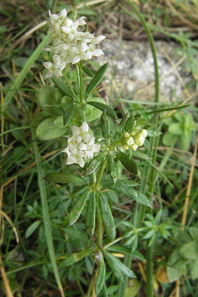 Galium marchandii \ Marchands Labkraut / Marchand's Bedstraw, E Pyren&auml;en/Pyrenees, Caldes de Boi 18.8.2006