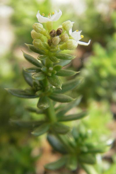 Galium arenarium \ Sand-Labkraut / Sand Bedstraw, E Zumaia 16.8.2011