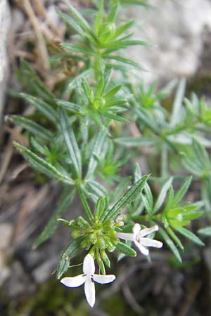 Asperula hirta \ Rauer Meister / Mat Woodruff, E Pyren&auml;en/Pyrenees, Ordesa 23.8.2011