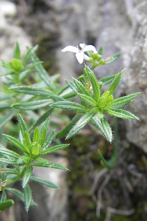 Asperula hirta \ Rauer Meister / Mat Woodruff, E Pyren&auml;en/Pyrenees, Ordesa 23.8.2011