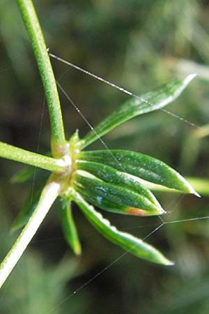 Galium marchandii \ Marchands Labkraut / Marchand's Bedstraw, E Picos de Europa, Covadonga 7.8.2012
