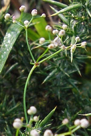 Galium marchandii \ Marchands Labkraut / Marchand's Bedstraw, E Picos de Europa, Covadonga 7.8.2012
