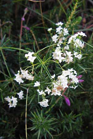 Galium marchandii \ Marchands Labkraut / Marchand's Bedstraw, E Picos de Europa, Covadonga 7.8.2012