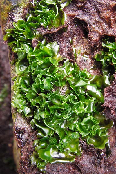 Ulvales spec1 ? \ Gr�n-Alge / Green Algae, E Asturien/Asturia Ribadesella 10.8.2012