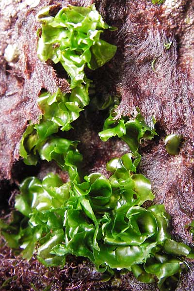 Ulvales spec1 ? \ Gr�n-Alge / Green Algae, E Asturien/Asturia Ribadesella 10.8.2012