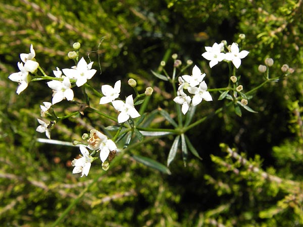 Galium marchandii \ Marchands Labkraut / Marchand's Bedstraw, E Picos de Europa, Posada de Valdeon 13.8.2012