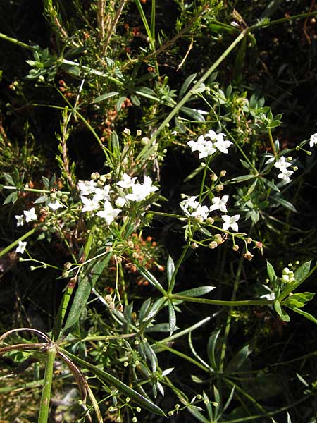 Galium marchandii \ Marchands Labkraut / Marchand's Bedstraw, E Picos de Europa, Posada de Valdeon 13.8.2012