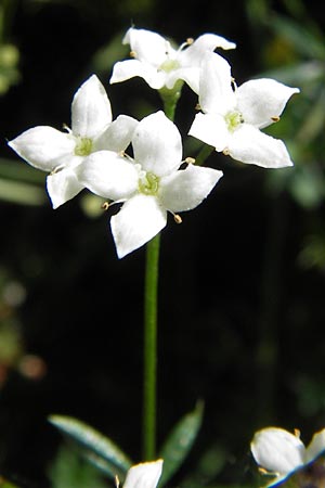 Galium marchandii \ Marchands Labkraut / Marchand's Bedstraw, E Picos de Europa, Posada de Valdeon 13.8.2012