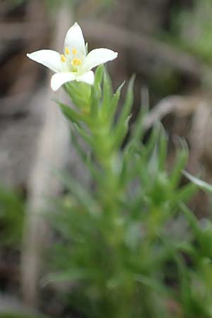 Galium cespitosum \ Rasenbildendes Labkraut / Pyrenean Cushion Bedstraw, E Pyren&auml;en/Pyrenees, Prat de Cadi 6.8.2018