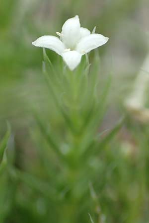 Galium cespitosum \ Rasenbildendes Labkraut / Pyrenean Cushion Bedstraw, E Pyren&auml;en/Pyrenees, Prat de Cadi 6.8.2018