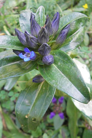 Gentiana cruciata \ Kreuz-Enzian / Cross-Leaved Gentian, E Pyrenäen/Pyrenees, Ordesa 23.8.2011