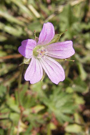 Geranium columbinum \ Tauben-Storchschnabel / Branched Crane's-Bill, E Picos de Europa, Carrea 11.8.2012