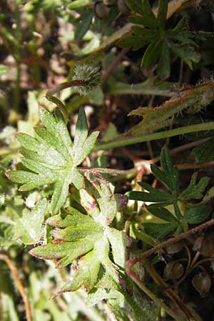 Geranium columbinum \ Tauben-Storchschnabel / Branched Crane's-Bill, E Picos de Europa, Carrea 11.8.2012