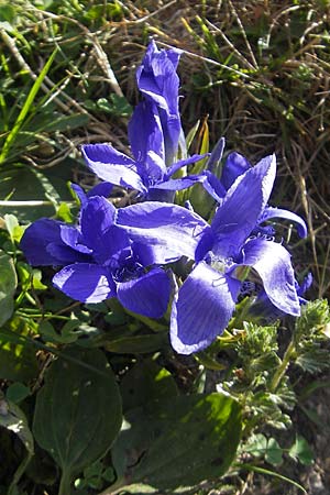 Gentianella ciliata \ Fransen-Enzian / Fringed Gentian, E Pyrenäen/Pyrenees, Ordesa 23.8.2011