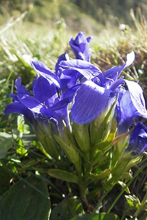 Gentianella ciliata \ Fransen-Enzian / Fringed Gentian, E Pyrenäen/Pyrenees, Ordesa 23.8.2011