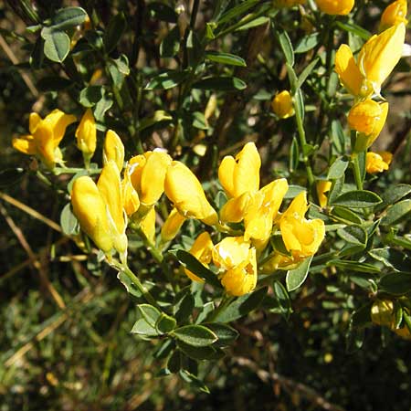 Genista florida \ Sch�nbl�hender Ginster, Bl�hender Ginster, E Picos de Europa, Posada de Valdeon 13.8.2012