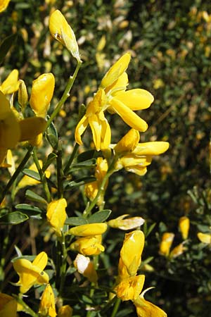 Genista florida \ Sch�nbl�hender Ginster, Bl�hender Ginster, E Picos de Europa, Posada de Valdeon 13.8.2012