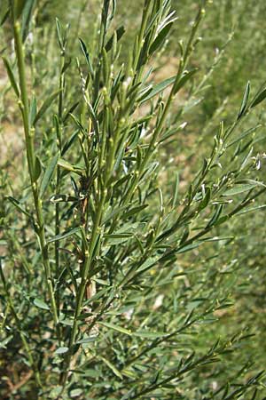 Genista florida \ Sch�nbl�hender Ginster, Bl�hender Ginster, E Picos de Europa, Posada de Valdeon 13.8.2012