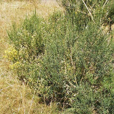 Genista florida \ Sch�nbl�hender Ginster, Bl�hender Ginster, E Picos de Europa, Posada de Valdeon 13.8.2012