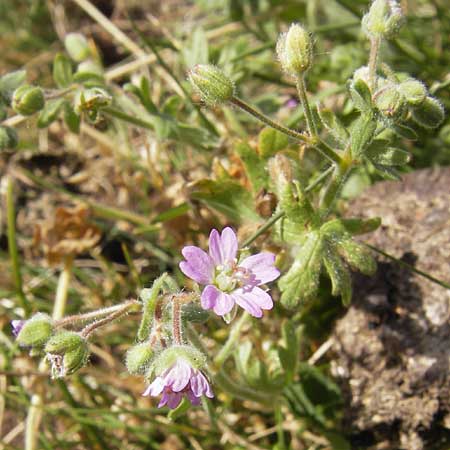 Geranium pusillum \ Kleiner Storchschnabel / Small-Flowered Crane's-Bill, E Picos de Europa, Puerto de San Glorio 13.8.2012