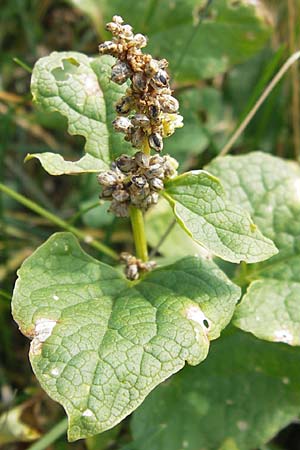 Blitum bonus-henricus \ Guter Heinrich / Good King Henry, E Picos de Europa, Puerto de San Glorio 13.8.2012