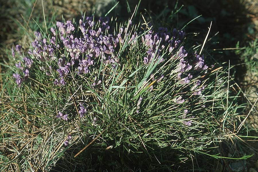 Erinacea anthyllis \ Blauer Stachelginster, Igelpolster / Hedgehog Broom, E Prov.  Teruel 25.5.2004