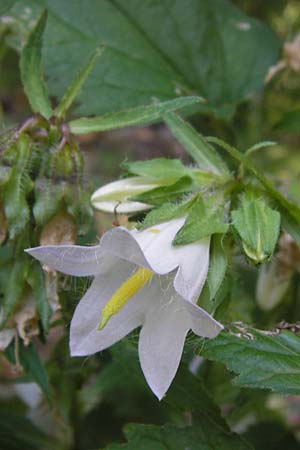 Campanula trachelium \ Nesselblttrige Glockenblume / Nettle-Leaved Bellflower, E Picos de Europa, Cain 9.8.2012