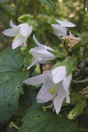 Campanula trachelium \ Nesselblttrige Glockenblume / Nettle-Leaved Bellflower, E Picos de Europa, Cain 9.8.2012