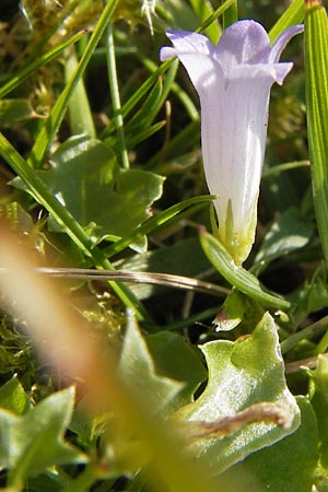 Wahlenbergia hederacea \ Efeu-Moorglckchen / Ivy-Leaved Bellflower, E Picos de Europa, Carrea 11.8.2012
