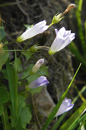 Wahlenbergia hederacea \ Efeu-Moorglckchen / Ivy-Leaved Bellflower, E Picos de Europa, Carrea 11.8.2012