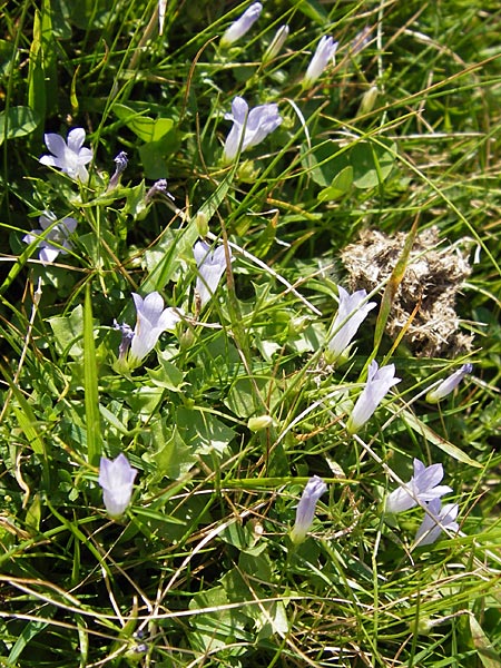 Wahlenbergia hederacea \ Efeu-Moorglckchen / Ivy-Leaved Bellflower, E Picos de Europa, Carrea 11.8.2012