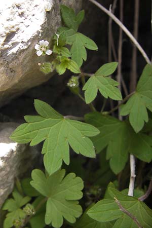 Geranium rotundifolium \ Rundblttriger Storchschnabel / Round-Leaved Crane's-Bill, E Lekeitio 6.8.2012