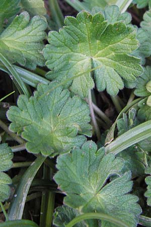 Geranium pyrenaicum \ Pyrenen-Storchschnabel / Hedge-Row Crane's-Bill, E Picos de Europa, Covadonga 7.8.2012