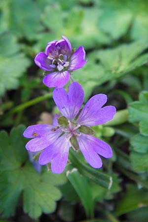 Geranium pyrenaicum \ Pyrenen-Storchschnabel / Hedge-Row Crane's-Bill, E Picos de Europa, Covadonga 7.8.2012