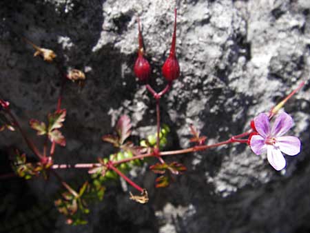 Geranium robertianum \ Stinkender Storchschnabel, Ruprechtskraut / Herb Robert, E Picos de Europa, Covadonga 7.8.2012