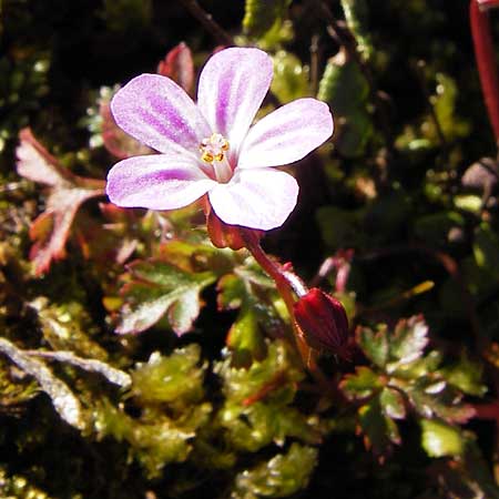 Geranium robertianum \ Stinkender Storchschnabel, Ruprechtskraut / Herb Robert, E Picos de Europa, Covadonga 7.8.2012