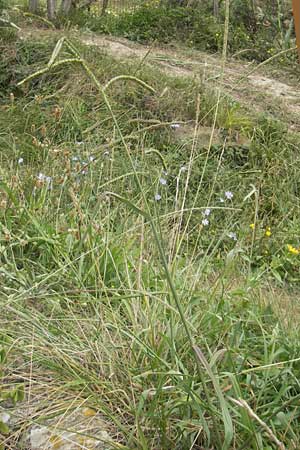 Paspalum dilatatum \ Brasilianische Hirse / Dallis Grass, E Zumaia 16.8.2011