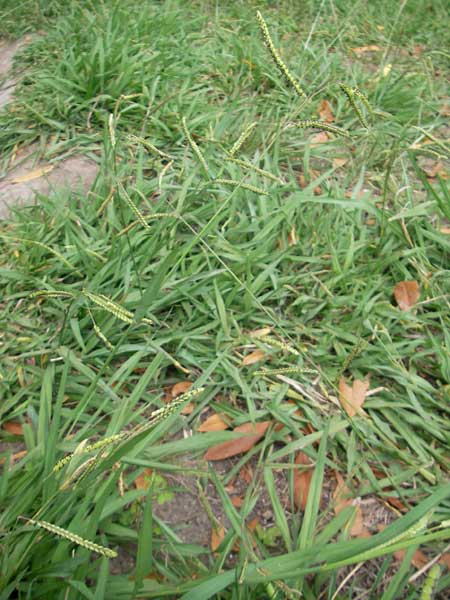 Paspalum dilatatum \ Brasilianische Hirse / Dallis Grass, E Guernika 17.8.2011