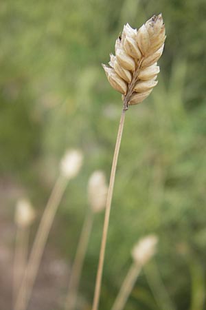 Oreochloa disticha \ Zweizeiliges Kopfgras / Oreochloa, E Picos de Europa, Fuente De 14.8.2012