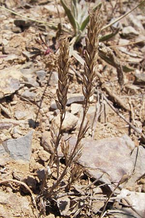 Crucianella angustifolia \ Schmalbl&auml;ttriges Kreuzblatt / Narrow-Leaved Crosswort, E Picos de Europa, Potes 15.8.2012
