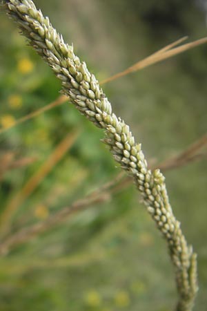 Sporobolus indicus \ Indisches Samenfallgras, Indisches Vilfagras / Smut Grass, Rat Tail Grass, E Zumaia 16.8.2011